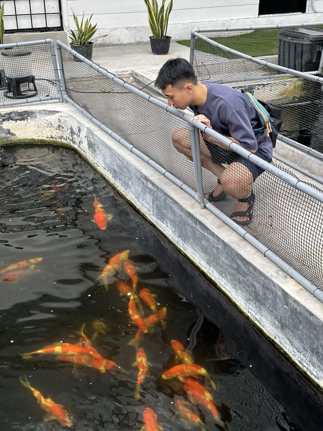Yamakoshi Koi Farm